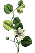 Decorative flower 1